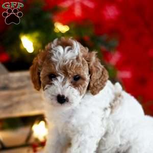 Trista, Miniature Poodle Puppy